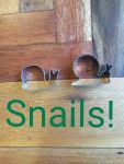 Snails